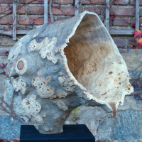 Dünnwandige Form aus Pappelmaser